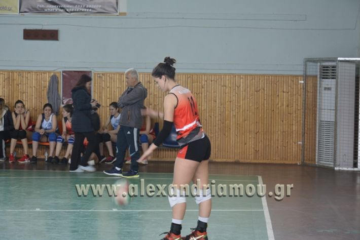 volley _1ogel-kassandra072